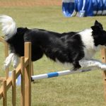 5 Most Athletic Dog Breeds Athletic Dog Breeds