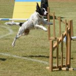 Is Your Dog a Weekend Warrior?