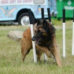10 Common Dog Training Mistakes Dog Training Mistakes