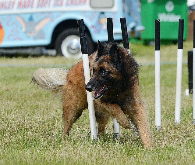 dog polygon agility