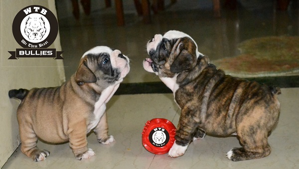 English Bulldog puppies