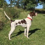 English Pointer English Pointer