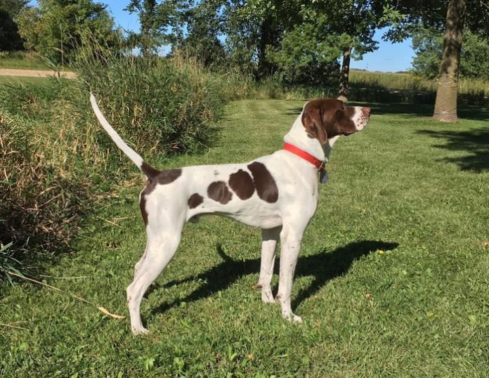 English Pointer