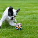 How Smart Is Your Dog? Test Your Dog’s IQ Dog Iq Test