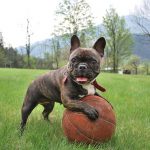 Interesting facts about French bulldogs facts French bulldogs
