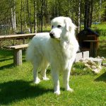 Great Pyrenees Great Pyrenees