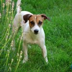 7 Golden Tips to Train Your Jack Russell Terrier Jack Russell Terrier