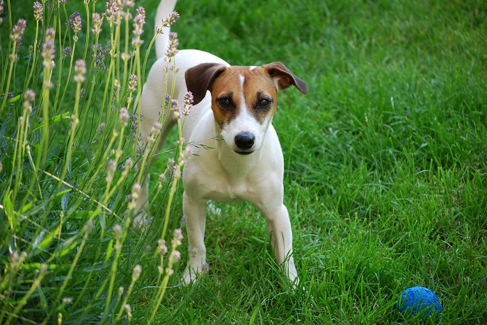 Jack Russell Terrier