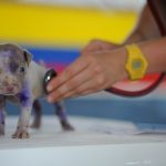 Puppy Disease – Cause, Symptoms, Vaccine, and Treatment Puppy Disease