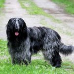 Schapendoes Schapendoes