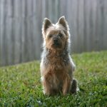 Silky Terrier Silky Terrier