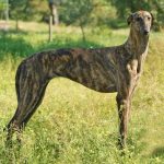 Spanish Greyhound Spanish Greyhound