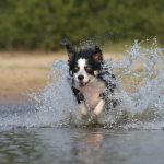 These are the 5 most energetic dog breeds energetic dog breeds