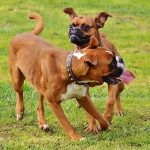 10 Facts About Boxers Boxer