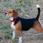 What is a Dead Tail in Dogs? Dogs Dead Tail