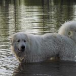 Climate Change is Also Affecting Dogs Climate Change dogs