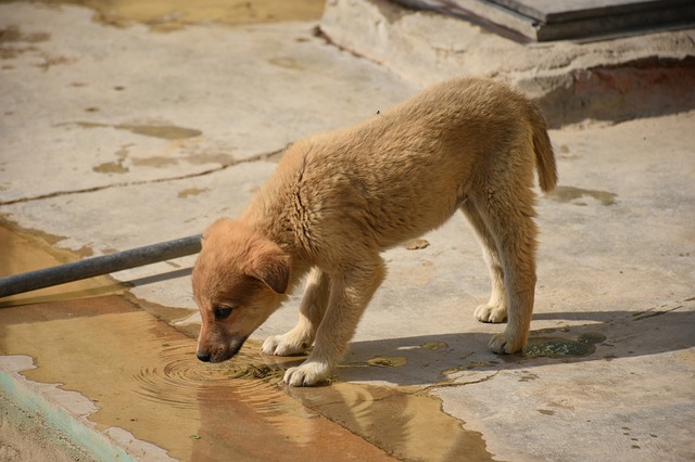 dog water health