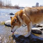 The Importance of Water for Your Dog ‘s Health dog water health