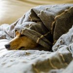 How to Do a Dog Health Check at Home Dog Health Check