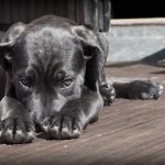 Dog Poisoning by Medicaments Dog Poisoning