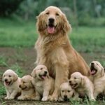 What Happens to Your Dog After She Gives Birth? Dog After Birth