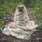 Do Dogs Get Colds? Symptoms and Treatment dogs colds