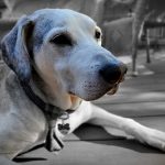 Signs Of Aging Every Dog Owner Needs To Look For Aging in dogs