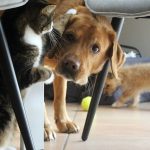 Best Cat-Friendly Dog Breeds Cat Friendly Dog