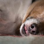 Microsporosis in Dogs