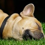 Heart Failure in Dogs Dog Snoring