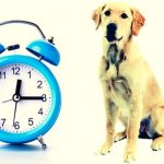 Does the Dog Know What Time it is? Dog time