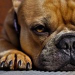 7 Safety Tips for Cutting Dogs Nails at Home Dogs Nails