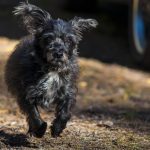 Why Do Dogs Chase Cars? Dogs Chase Cars