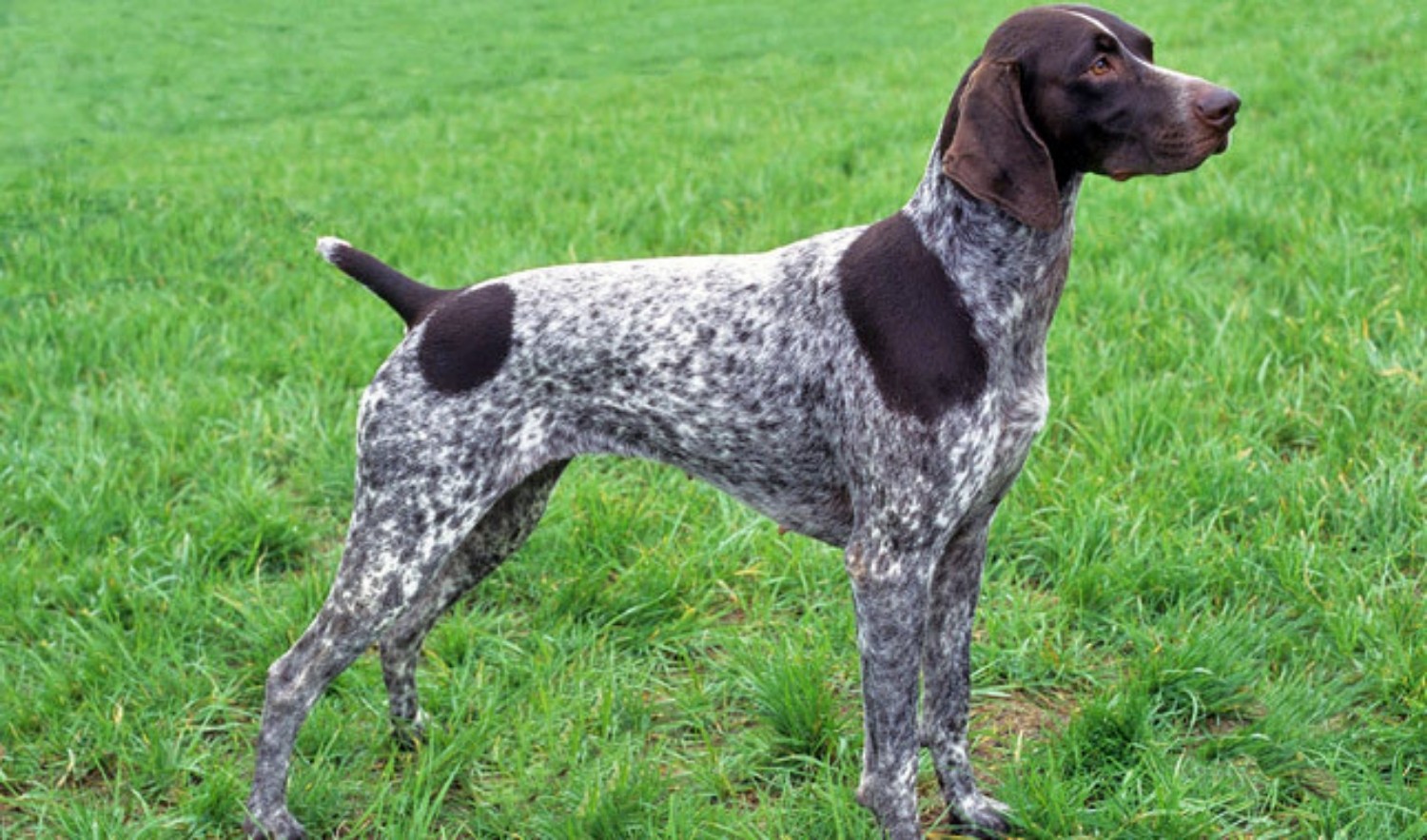 Athletic Dog Breeds