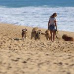 Dogs Breeds to Have a High Risk of Getting Sunburn dog Sunburn