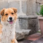 Oxytocin : The Hormone of Love and Happiness Oxytocin