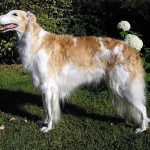 10 Most Popular Russian Dog Breeds 2. Borzoi, Russian Greyhound