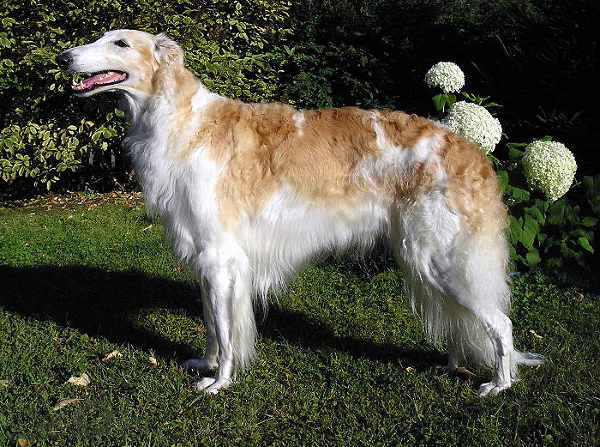 2. Borzoi, Russian Greyhound