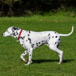 Why is important for you to understand what is Patellar luxation?