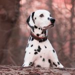 You May Not Known These Interesting Facts About Dalmatians