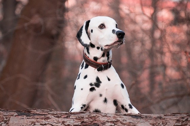 You May Not Known These Interesting Facts About Dalmatians