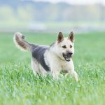 How To Read Your Dog’s Body Language