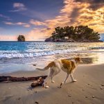 4 Cool Dog Treats to Make This Summer