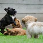 Are Dog Parks a Good or Bad Idea? Dog Parks