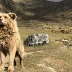 Five Less Known Dog Breeds From Latin America Dog Breeds Latin America