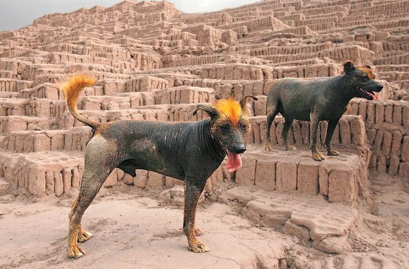 Peruvian hairless dog