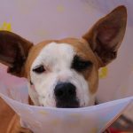 Putting Post-Surgical Protective Collars on Dpg Protective Collar dog