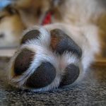 Swollen Paw in Dogs Swollen paw in dogs