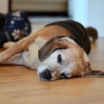 Cure Ataxia in Dogs: Symptoms, Causes and Treatments Ataxia in Dog