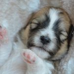 Why Do Dogs Run In Their Sleep?